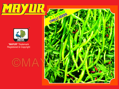 MAYUR-1109 Chilli Seeds