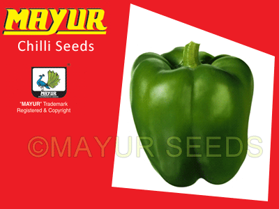 MAYUR-05 Capsicum Seeds