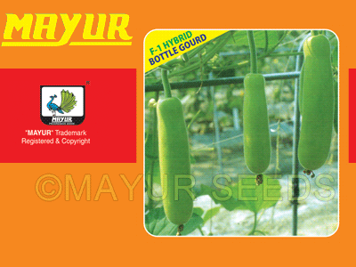 MAYUR -09 Bottle Gourd