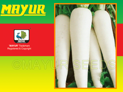Mayur-03 Radish Seeds