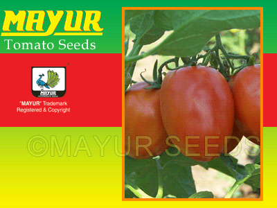 Mayur-2551 Tomato Seeds