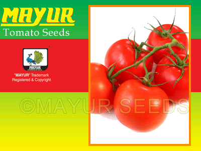 Mayur-555 Tomato Seeds