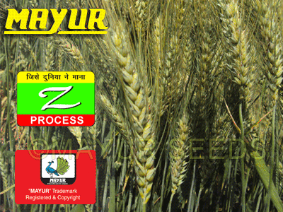 Wheat seeds LOK-1, HI-8498, HI-1418, WH-147