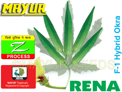 Mayur Rena Bhindi Seeds