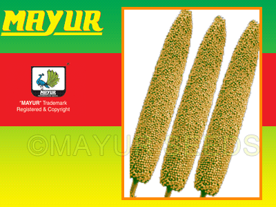 Mayur Early Bajra seeds