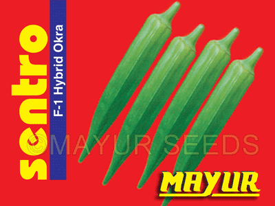 Mayur Sentro Bhindi Seeds
