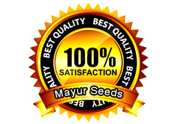 best quality seeds - mayueseed.com
